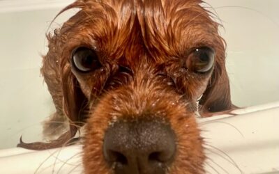 Grooming Essentials: Coat Care and Maintenance