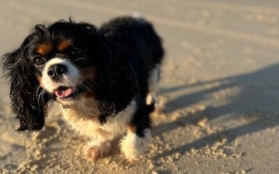 Exercise Requirements: Keeping Your Pup Active