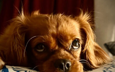Sniffing Out the Right Home: Puppy Adoption Questions