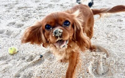 Understanding the Breed: Characteristics and Temperament
