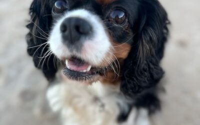 Health Concerns: Common Issues in Cavalier King Charles Spaniels