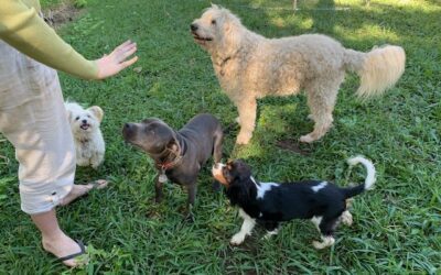 Training Tips: Socialisation and Obedience