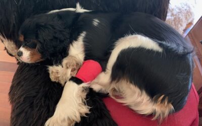 Regular Veterinary Care: Importance of Check-Ups and Vaccinations