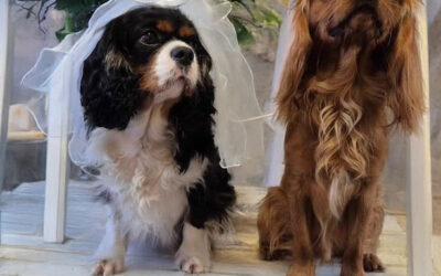 Cavalier King Charles Spaniel Puppies due September 2025