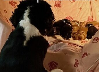 Cavalier King Charles Spaniel Puppies for Sale – Ready November 2025!